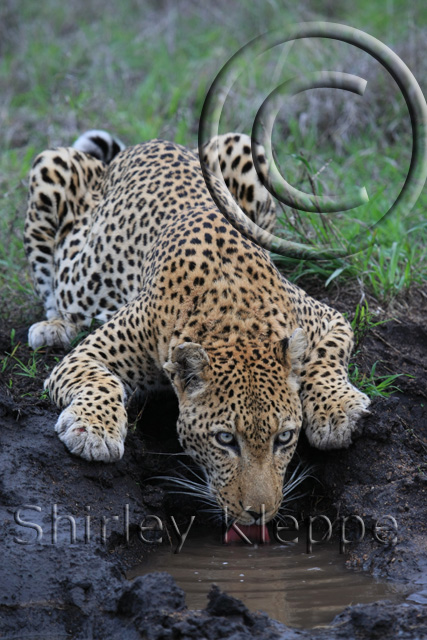 Leopard Reflection