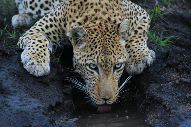 leopard drinking