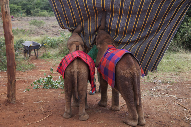 baby orphaned elephants in Nairobi