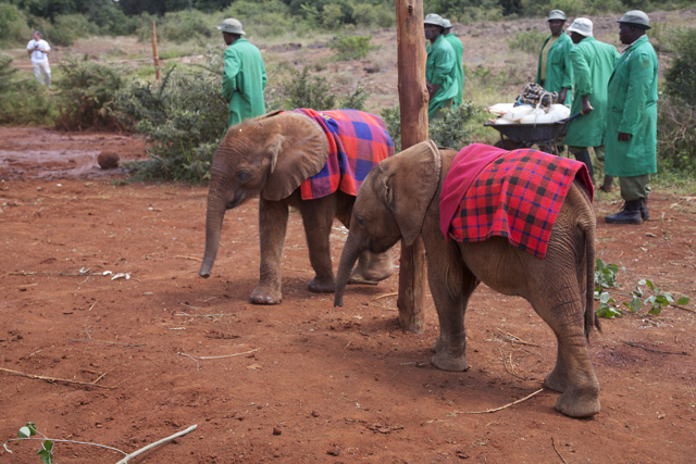 orphaned elephants in Nairobi