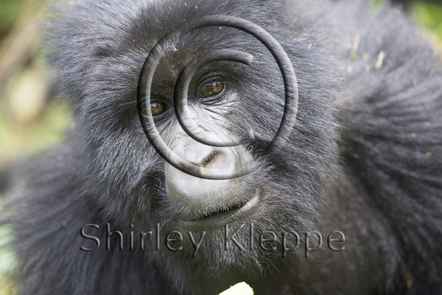 gorillas in Rwanda