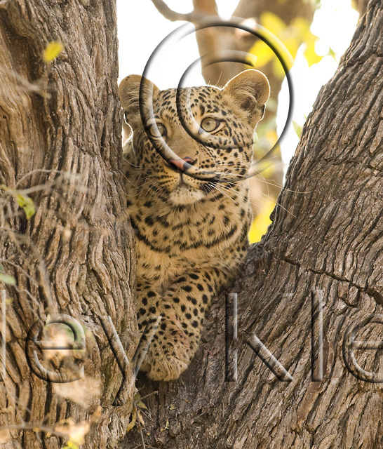 Leopard Tree copy