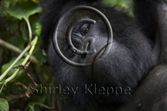 gorillas resting