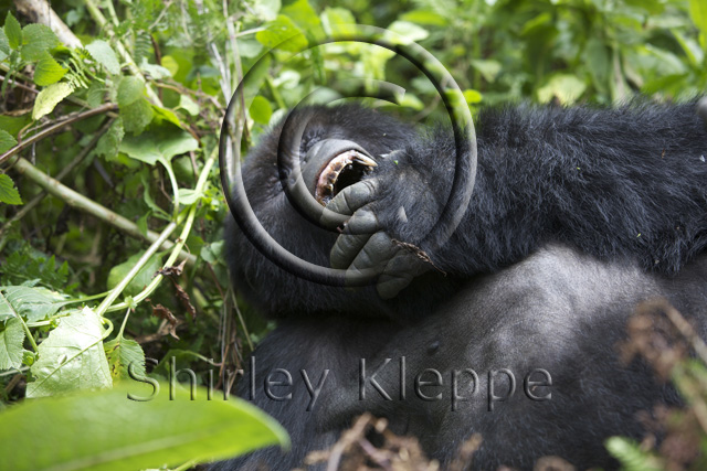 gorillas eating