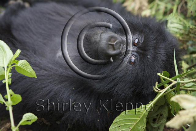 gorilla happily resting