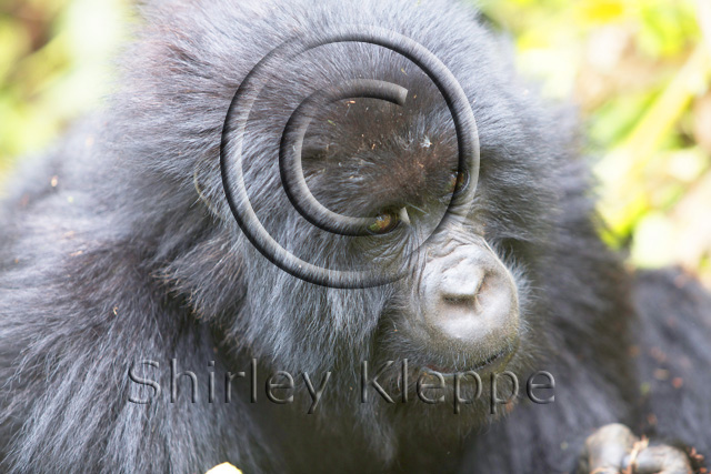 gorillas at Bisoke Volcano