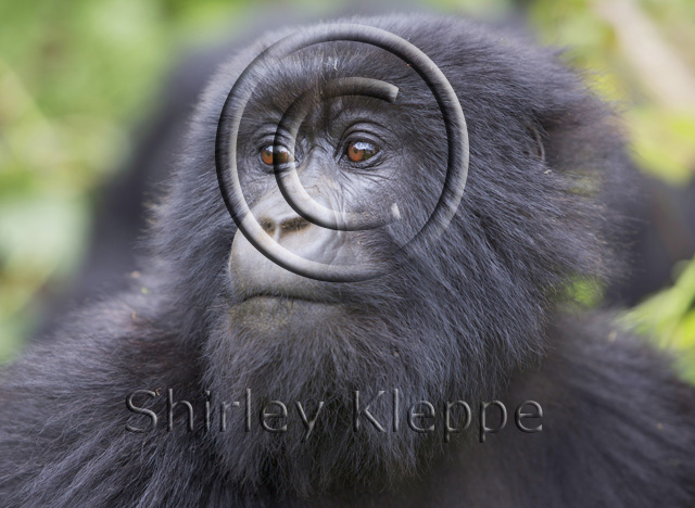 gorillas in rwanda