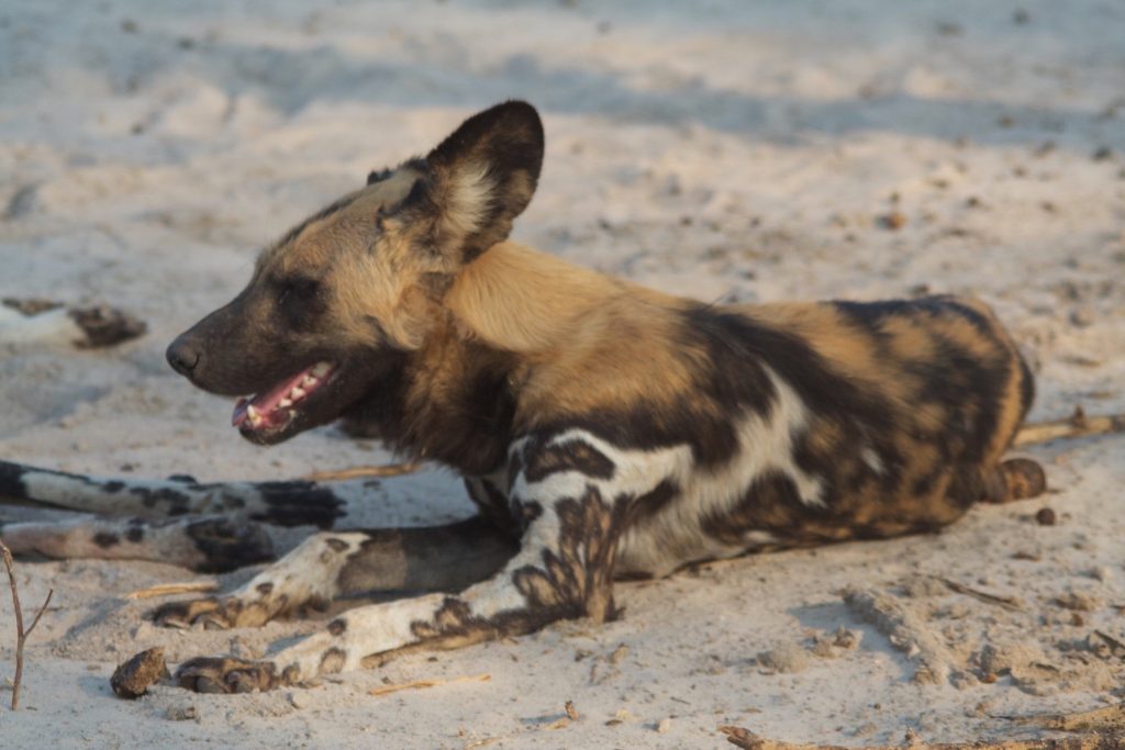 Wild dog sunbathing along the Chobe River.