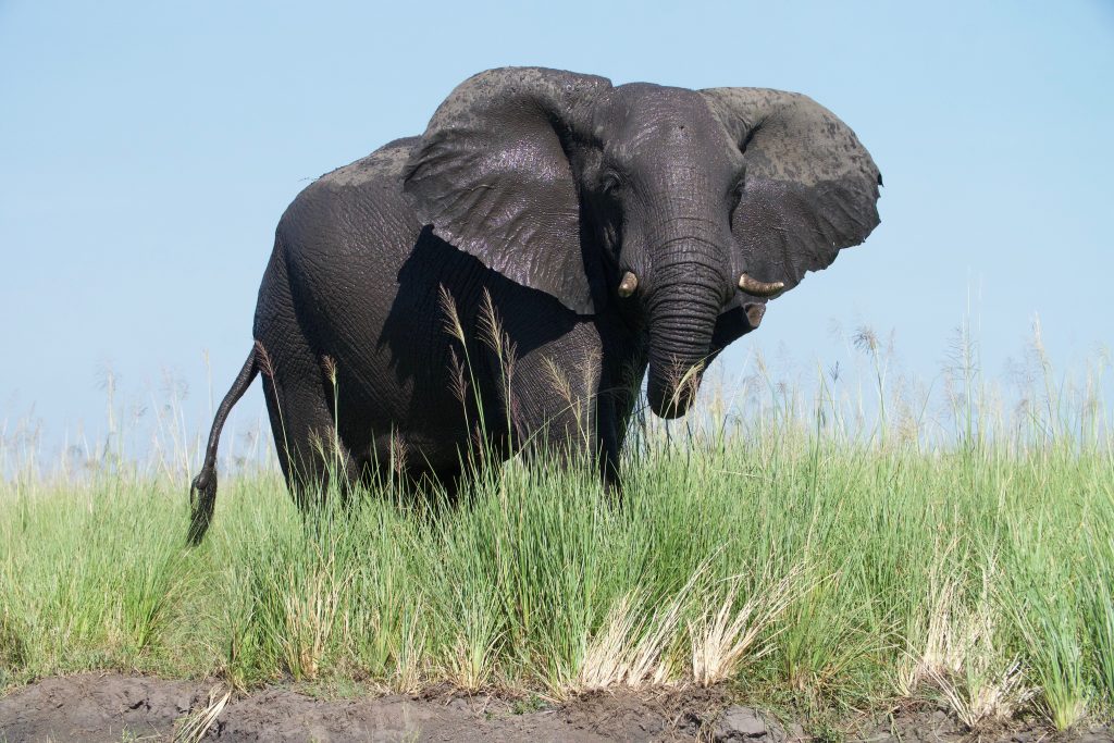 Elephant after cooling off at the Chobe River.