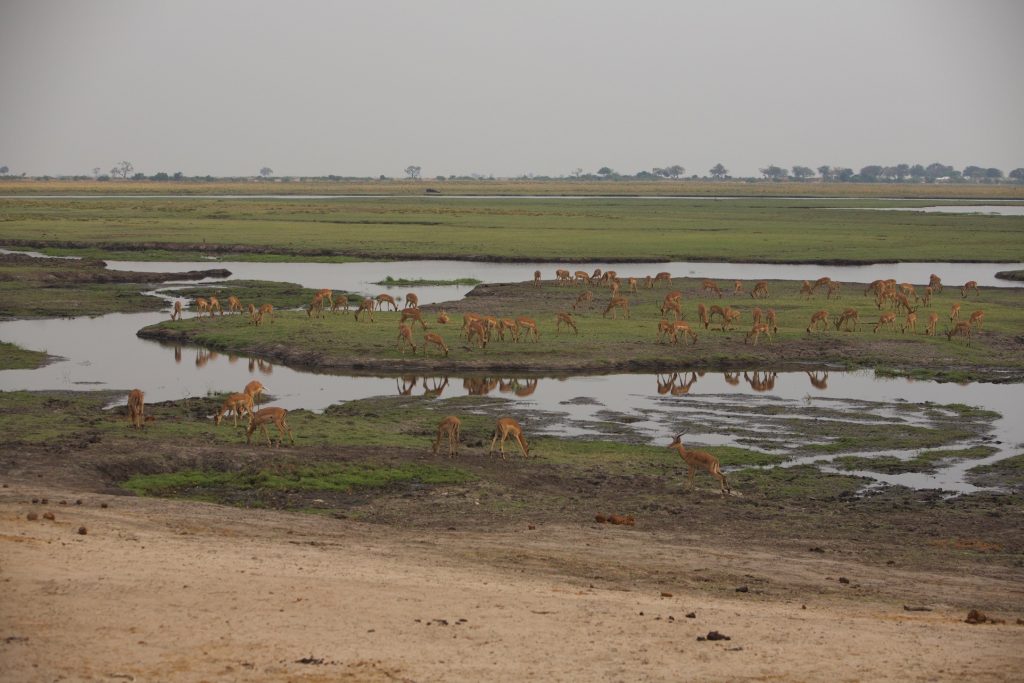 Impalas drinking along the Chobe River.