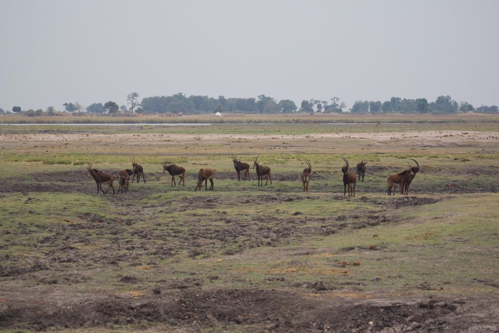 Group of sable along the Chobe River.