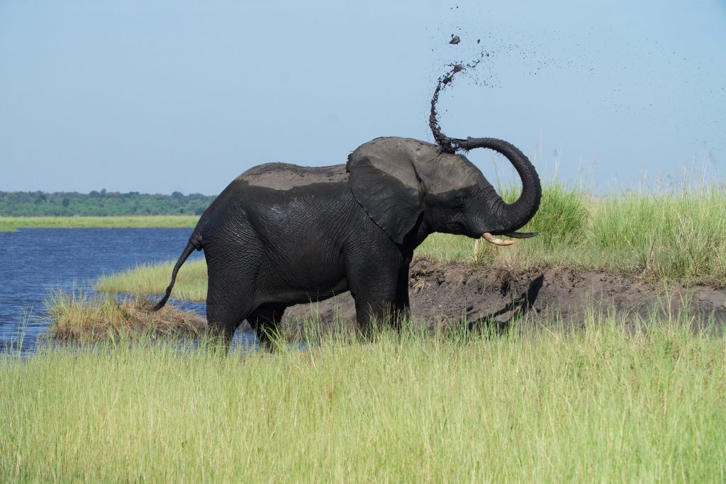 An elephant cooling off along the Chobe River banks.