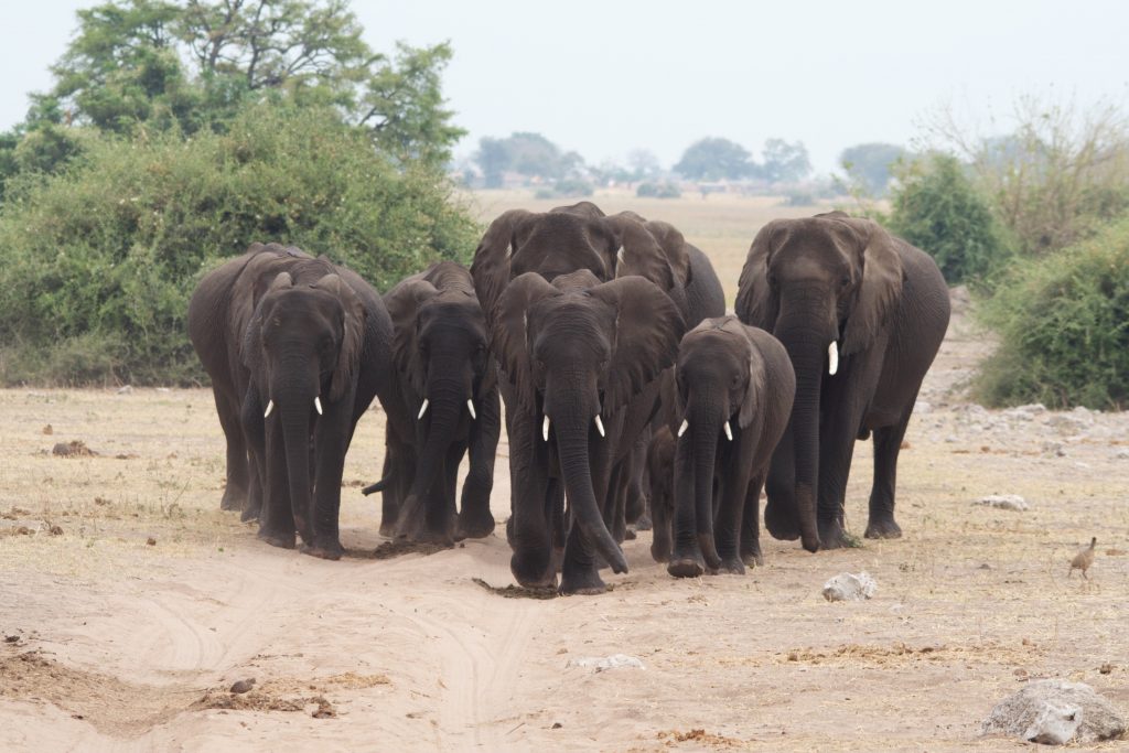 An elephant herd on Chobe River safari.