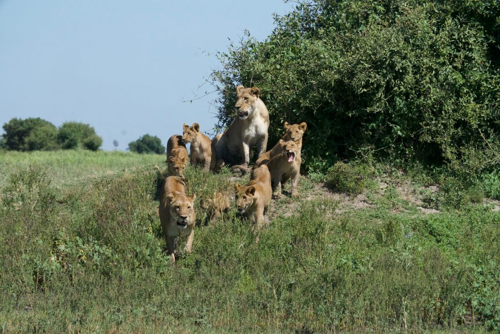 Female lions with their young.