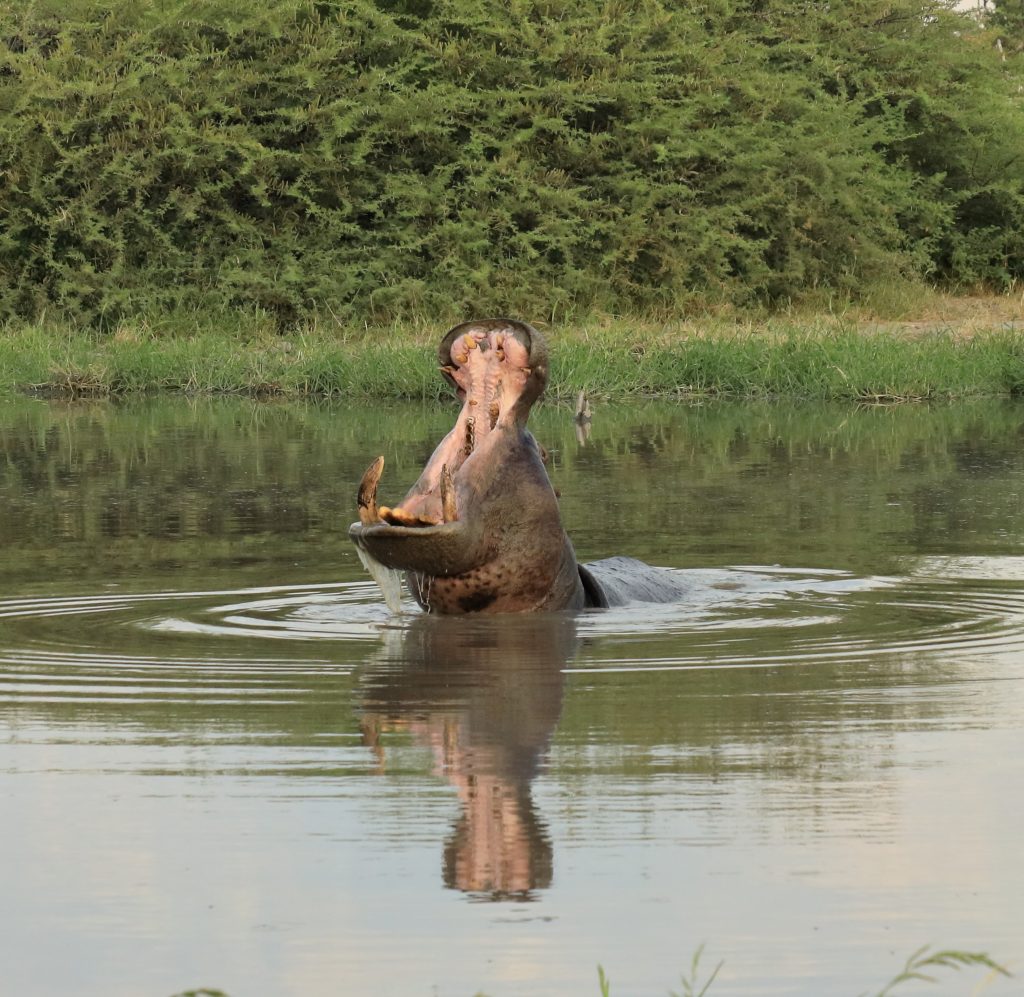 Hippo sighting on Zarafa safari