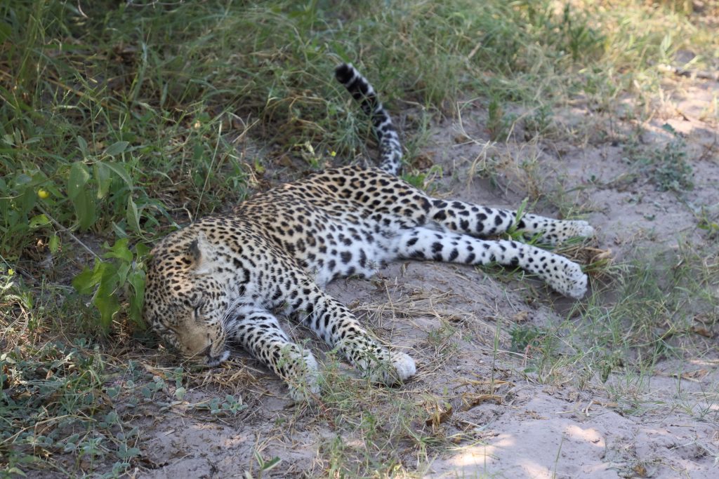 A leopard in Zarafa taking a nap in the shade