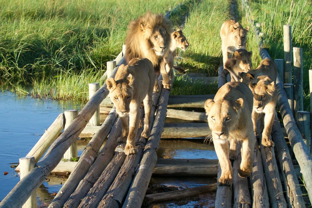 Lions using a manmade bridge to cross swap