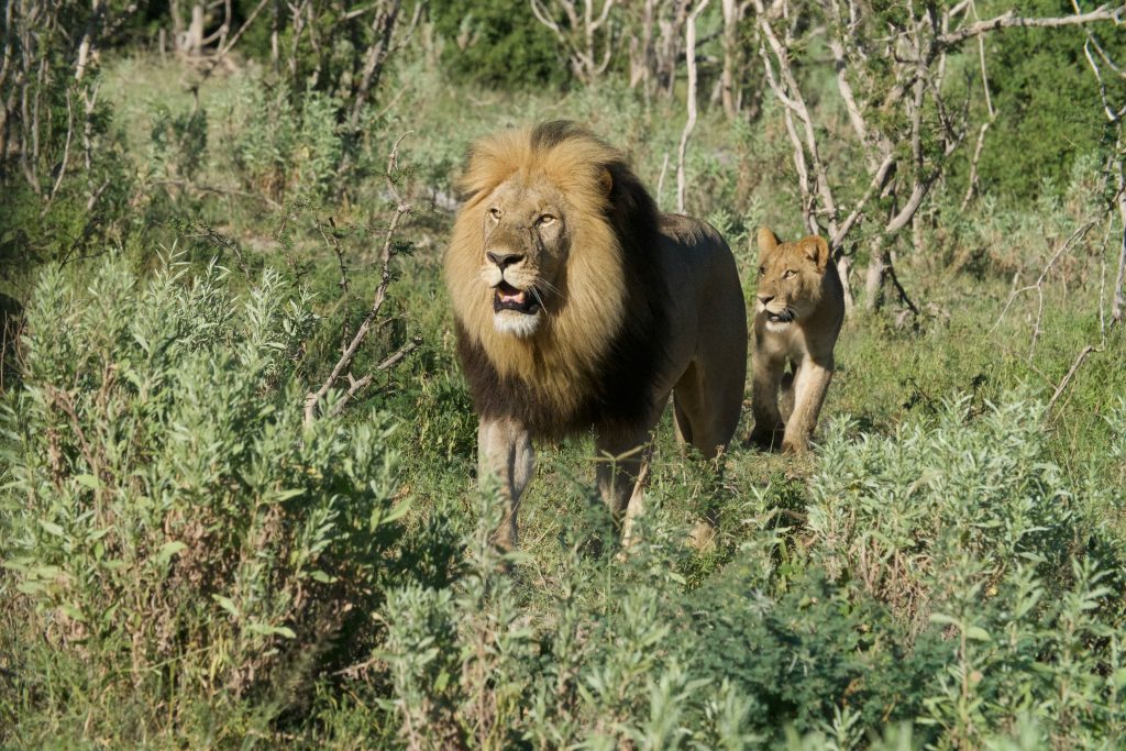 male and female lion roaming