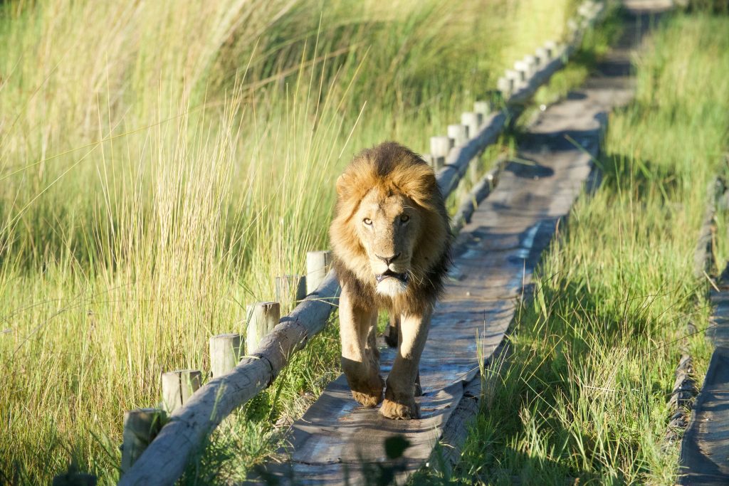 male lion