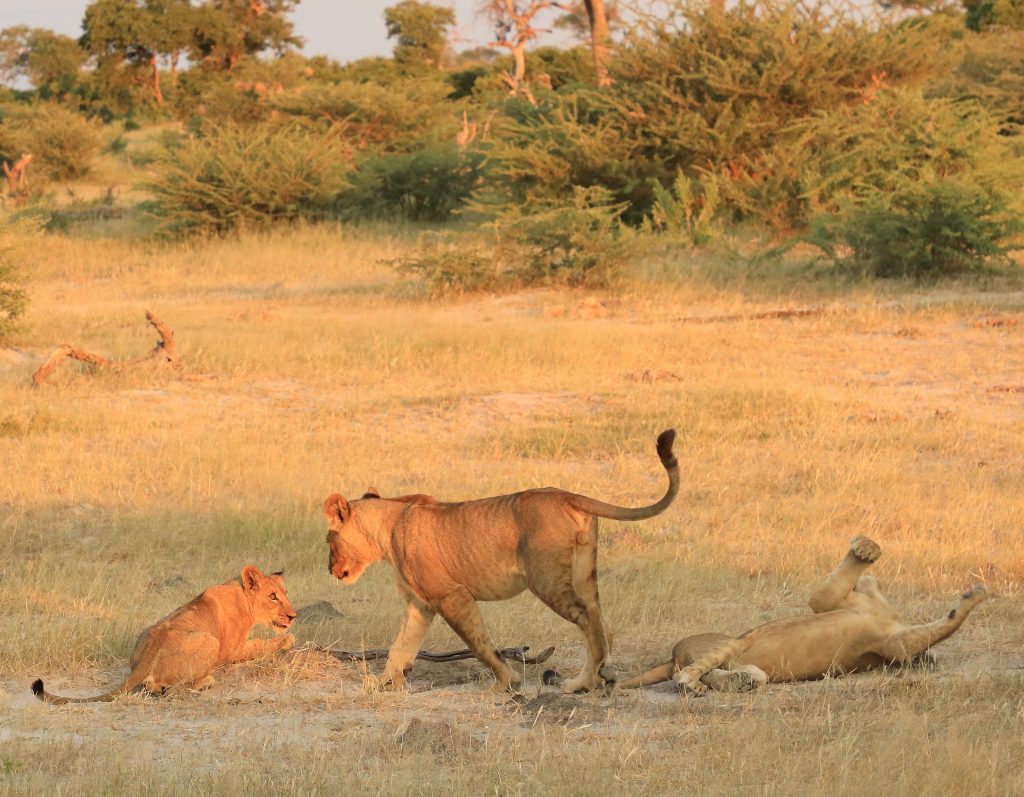 Pride of Selinda lions playing on safari