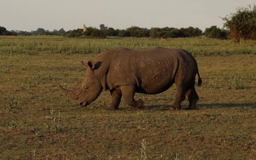 Duba Plains Safari Trip 2019